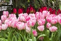 Beautiful white pink tulips Foxtrot  species Royalty Free Stock Photo