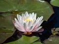 Beautiful white and pink water-lily flower blooming with yellow middle on green leaves in water Royalty Free Stock Photo