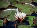 Beautiful white and pink water-lily flower blooming with yellow middle on green leaves in water Royalty Free Stock Photo