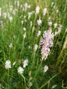 Beautiful white plantain plant in blossom