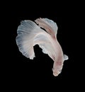 Beautiful White Platt Platinum Siamese Fighting Fish .White siam