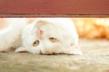 Beautiful white playful cat outdoors