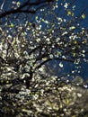 Beautiful white Plum blossom flowers