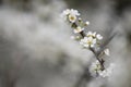 Beautiful white plum blossoms in winter