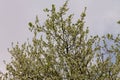 Beautiful white plum flowers on a tree under blue sky, spring season of beautiful flowers in the park, floral pattern texture, Royalty Free Stock Photo