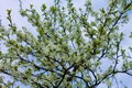 Beautiful white plum flowers on a tree under blue sky, spring season of beautiful flowers in the park, floral pattern texture, Royalty Free Stock Photo