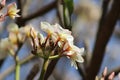 Beautiful white plumeria flower blooming on the tree Royalty Free Stock Photo