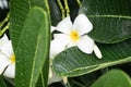Beautiful white plumeria flower