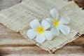 Beautiful white plumeria flower on wooden table Royalty Free Stock Photo