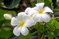 Beautiful white plumeria flowers.