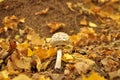 Beautiful white poisonous mushroom in in yellow leaves, autumn season. little fresh mushroom growing in Autumn Forest. Mushroom Royalty Free Stock Photo