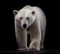 Beautiful white polar bear on a black background. Generated AI Royalty Free Stock Photo
