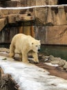 Beautiful white polar bear at zoo Royalty Free Stock Photo