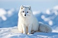 White Polar Fox in Habitat, Winter Landscape Royalty Free Stock Photo