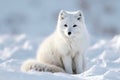 White Polar Fox in Habitat, Winter Landscape Royalty Free Stock Photo