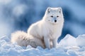 White Polar Fox in Habitat, Winter Landscape Royalty Free Stock Photo