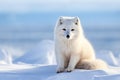 White Polar Fox in Habitat, Winter Landscape Royalty Free Stock Photo