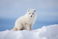 White Polar Fox in Habitat, Winter Landscape Royalty Free Stock Photo