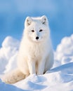 White Polar Fox in Habitat, Winter Landscape Royalty Free Stock Photo