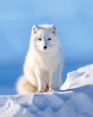 White Polar Fox in Habitat, Winter Landscape Royalty Free Stock Photo