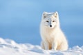 White Polar Fox in Habitat, Winter Landscape Royalty Free Stock Photo