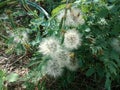 Beautiful white polen flower in the bush.