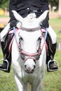 Beautiful white pony with pink bridle