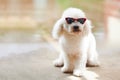Beautiful white poodle in red sunglasses Royalty Free Stock Photo