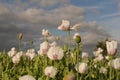 Wonderful blooming white poppies and a blue sky with clouds in the fields in summer Royalty Free Stock Photo