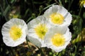 Beautiful white poppies in spring on green background. Toned.