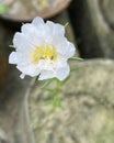 Beautiful White Portulaca Flower with two Beautiful ants on it