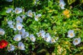 Beautiful white portulaca oleracea flower, also known as common Royalty Free Stock Photo
