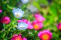 Beautiful white portulaca oleracea flower, also known as common Royalty Free Stock Photo