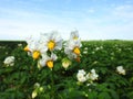 Beautiful white potato flowers in field, Lithuania Royalty Free Stock Photo