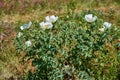 Beautiful White Prickly Poppy Plant Argemone albiflora Texas Bull Nettle. Close Up