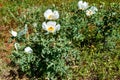 Beautiful White Prickly Poppy Plant Argemone albiflora Texas Bull Nettle. Close Up