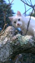 A beautiful White puppy with Blue eyes on a tree in Chianti Tuscany Italy Royalty Free Stock Photo