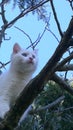 A beautiful White puppy with Blue eyes on a tree in Chianti Tuscany Italy Royalty Free Stock Photo