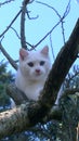 A beautiful White puppy with Blue eyes on a tree in Chianti Tuscany Italy Royalty Free Stock Photo