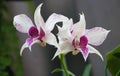 Beautiful white and purple color of Dendrobium Silver King orchids at full bloom