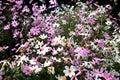 Beautiful white and purple Cosmos flowers in the garden. Royalty Free Stock Photo