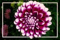 white-purple dahlia flower in a yellow frame on a background of green leaves Royalty Free Stock Photo