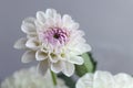beautiful white and purple dahlia flowers Royalty Free Stock Photo