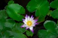 Beautiful white-purple lotus flowers with water droplets on the petals that blossom in the pond and the green lotus. Royalty Free Stock Photo