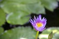 Beautiful white-purple lotus flowers with water droplets on the petals that blossom in the pond and the green lotus. Royalty Free Stock Photo