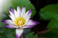 Beautiful white-purple lotus flowers with water droplets on the petals that blossom in the pond and the green lotus. Royalty Free Stock Photo