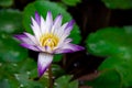 Beautiful white-purple lotus flowers with water droplets on the petals that blossom in the pond and the green lotus . Royalty Free Stock Photo
