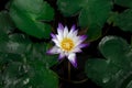 Beautiful white-purple lotus flowers with water droplets on the petals that blossom in the pond and the green lotus . Royalty Free Stock Photo