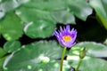 Beautiful white-purple lotus flowers with water droplets on the petals that blossom in the pond and the green lotus leaf. Royalty Free Stock Photo