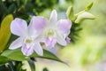 Beautiful white purple orchid, Dendrobium. Royalty Free Stock Photo